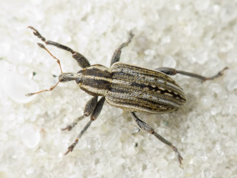 Hypera (Hypera) arator (Linnaeus, 1758)